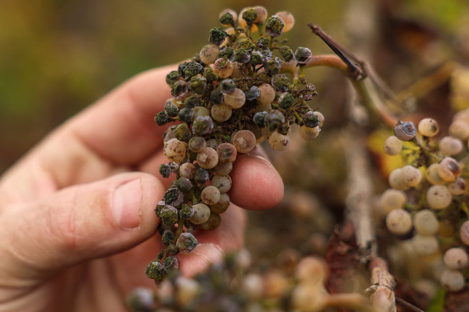 Some grape farmers are opting to grow different crops like almonds.
