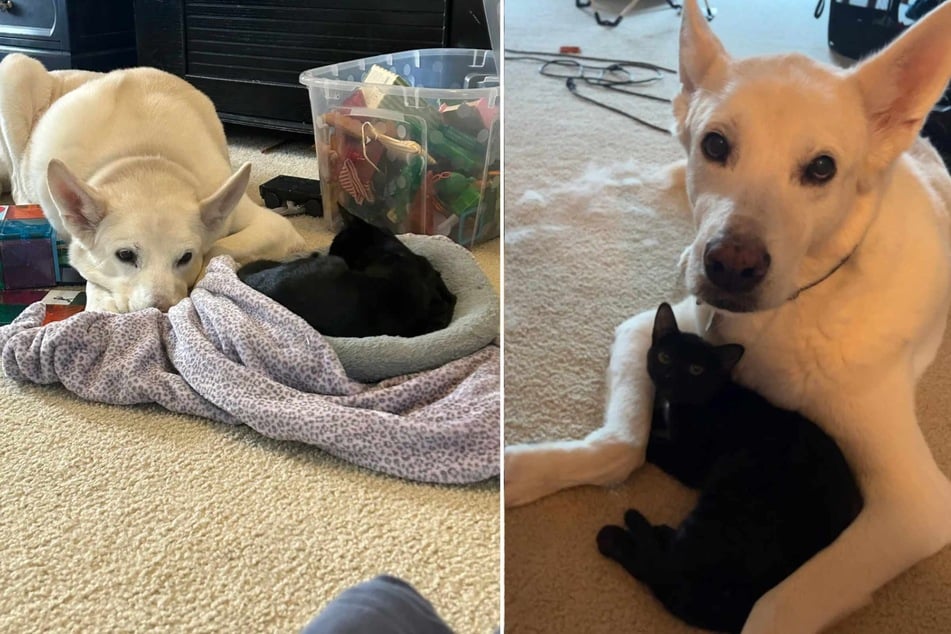 Past photos show the deep bond between the black house cat and the white pup.