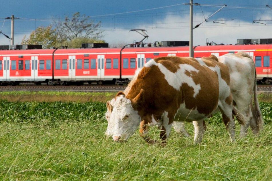 Zug kracht bei voller Fahrt in Kuhherde: Mehrere Tiere sterben