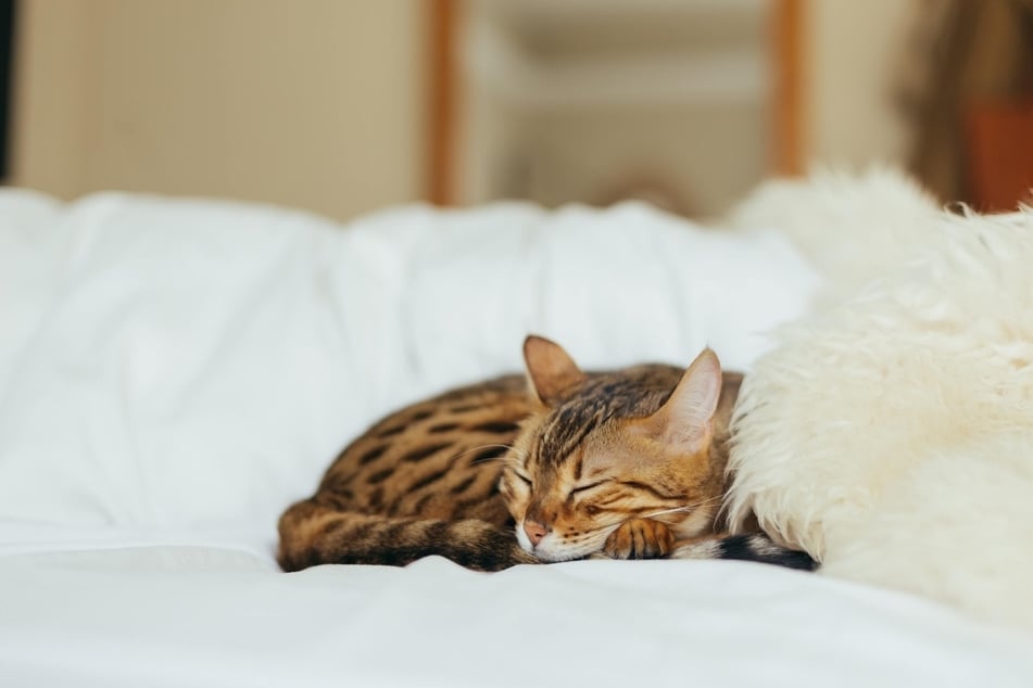 Bengal Cats are beautiful, featuring a silky and dense non-shedding coat.