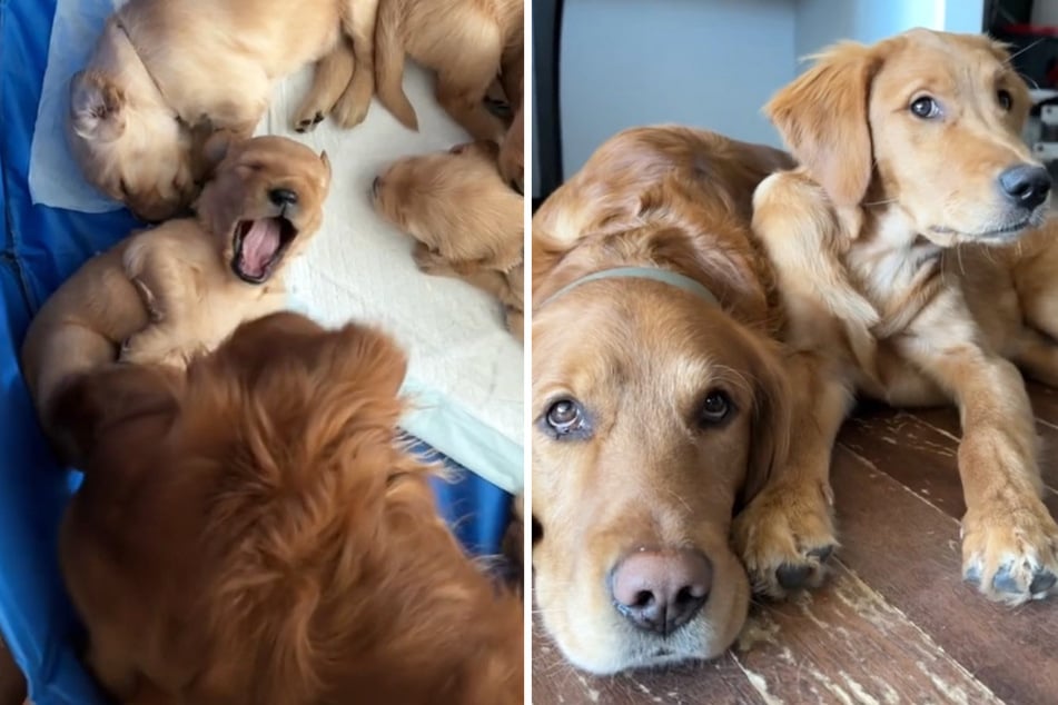 Golden Retriever zeugen Welpen: Dann treffen Besitzer herzzerreißende Entscheidung