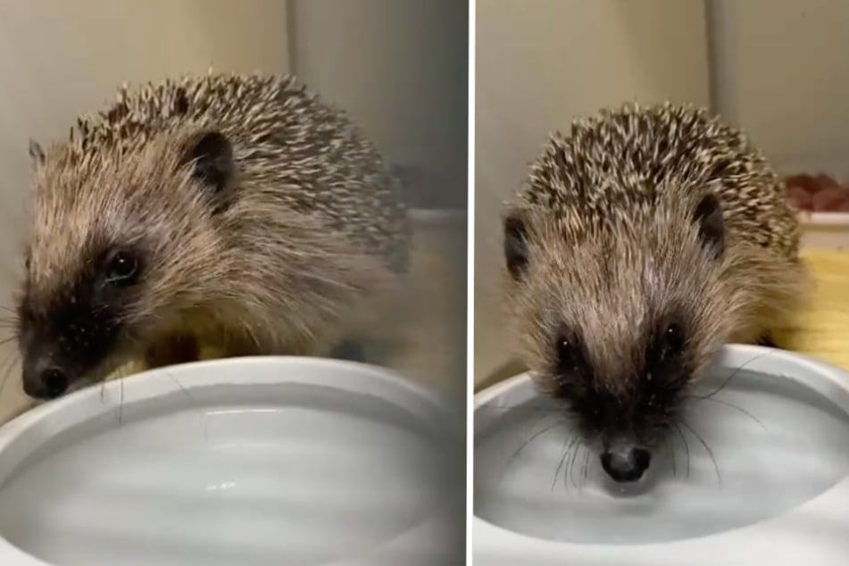 Der kleine Igel "Dieter" begeistert seit Samstag die Fans des Tierheim Dellbrück.