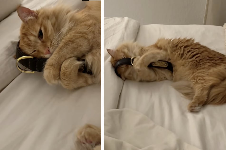 Die Katze einer US-Amerikanerin kuschelt seit dem Tod ihres besten Freundes jeden Abend mit dessen Halsband.
