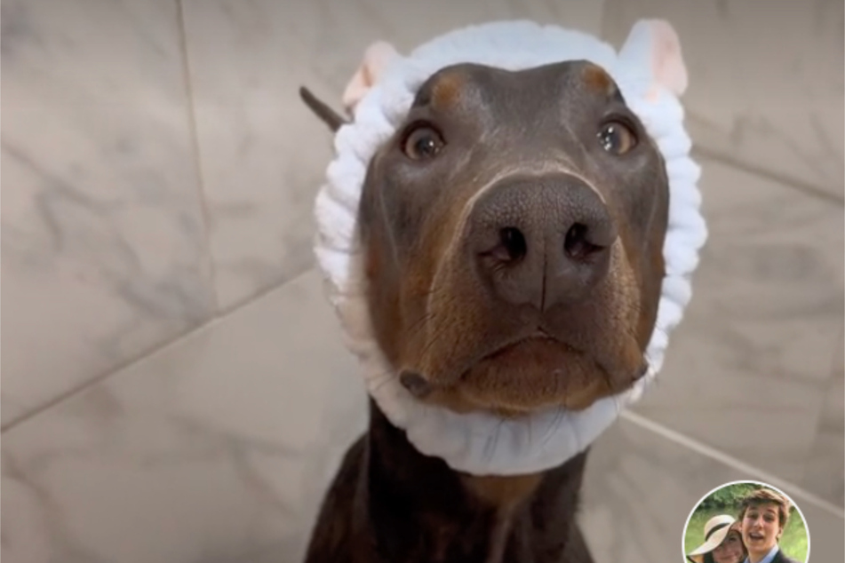 This Doberman was well-prepared for his multi-step bathing session.