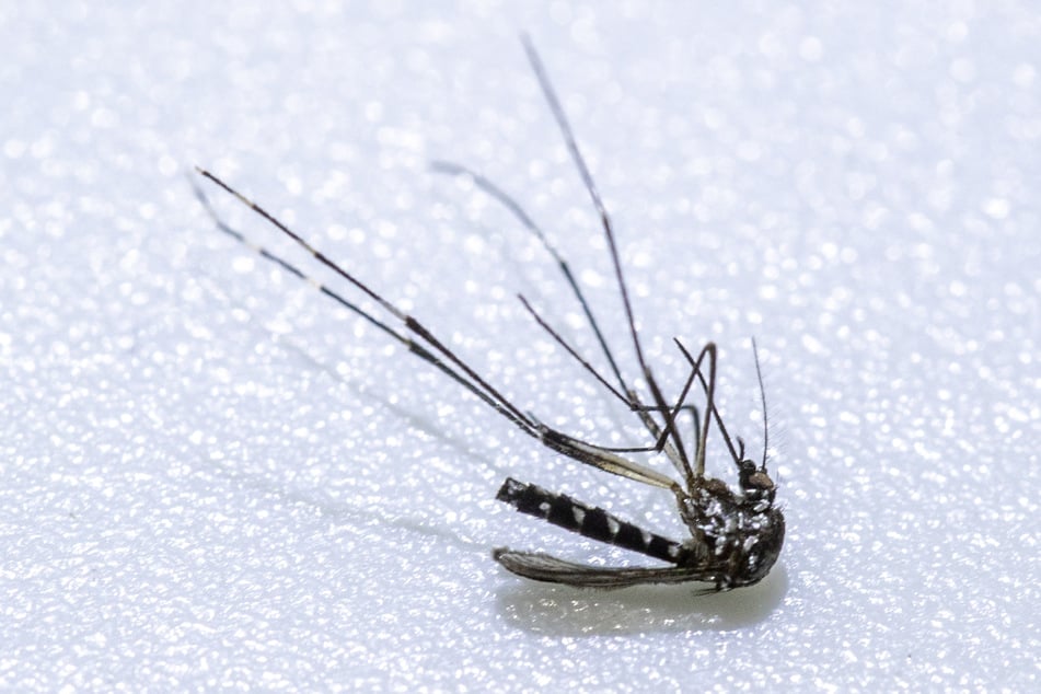 Tigermücken können mit ihrem Stich gefährliche Krankheitserreger wie Dengue-, Chikungunya-, Zika- oder West-Nil-Viren übertragen. (Archivfoto)