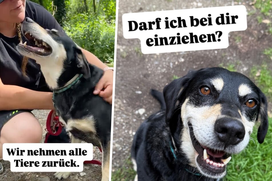 Via Instagram teilen die Tierretter die Rückkehr der süßen Hunde-Dame Leni.