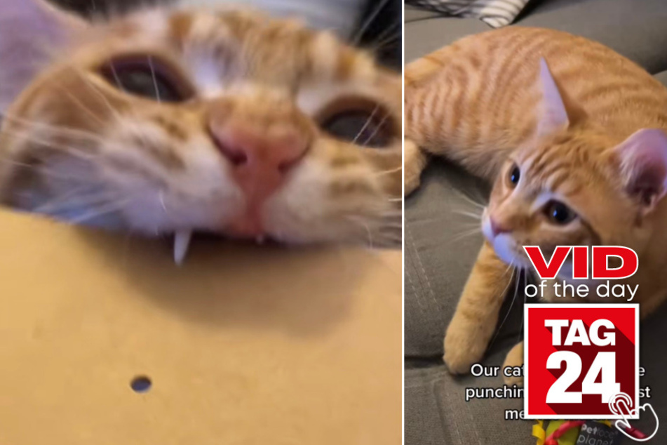 This orange cat named Dex certainly knows how to de-stress after a long day!