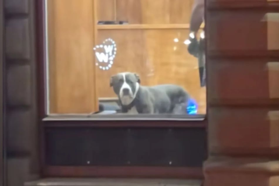 Dachte Lex, sein Herrchen hätte ihn allein gelassen? Dem Blick nach zu urteilen, offenbar ja.