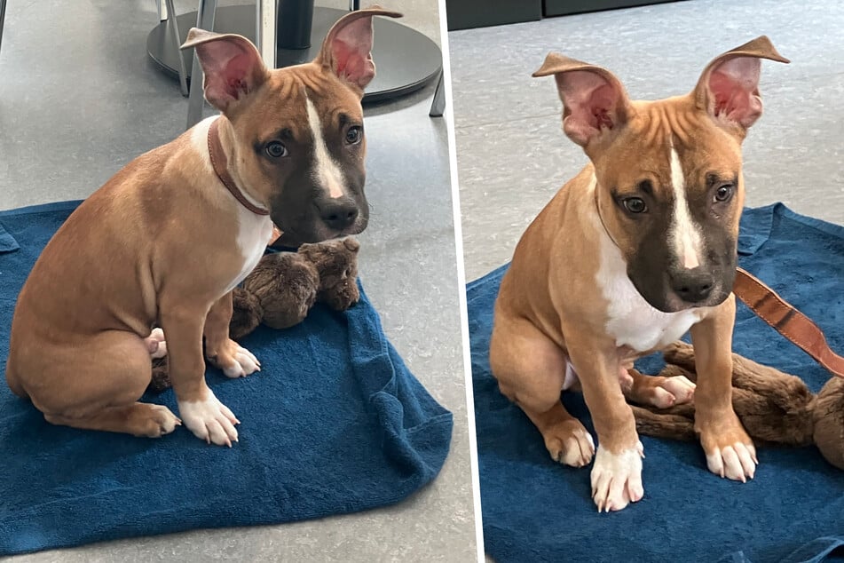 An Zaun gefesselt und eiskalt zurückgelassen: Wer hat diesen Welpen einfach ausgesetzt?