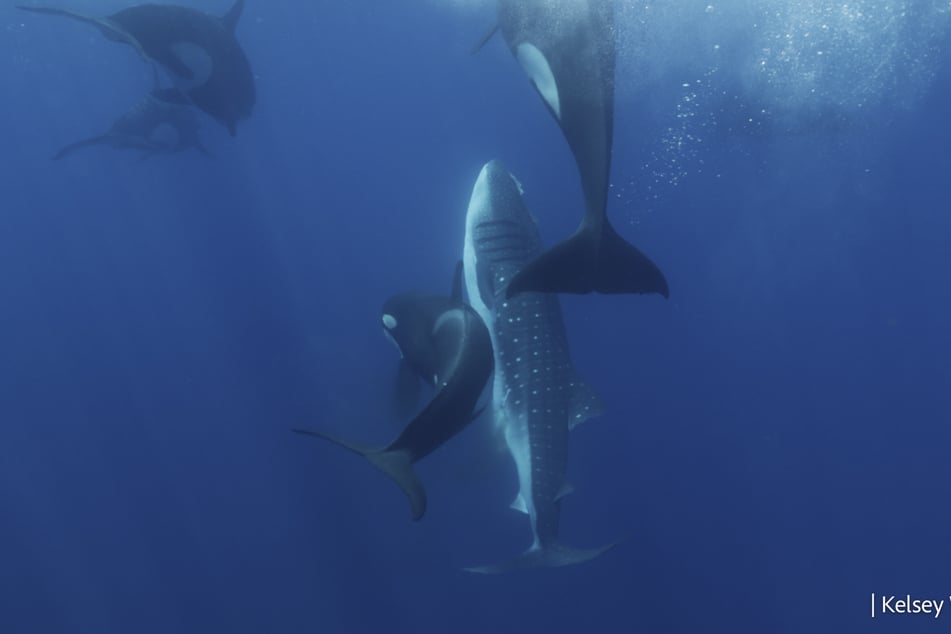 An orca group attacks a whale shark (animal with dots,M).