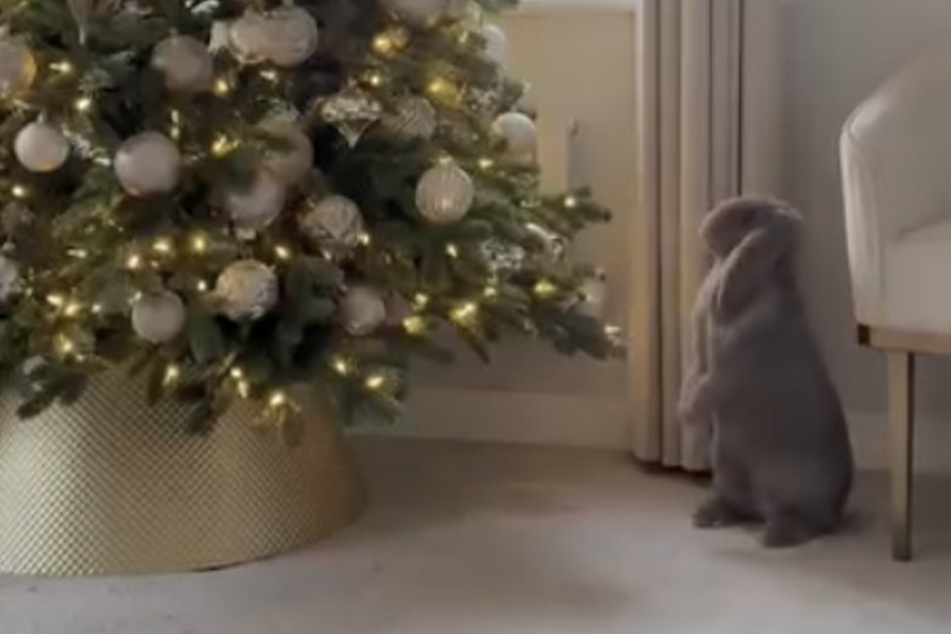 Der Hase bewunderte die glitzernden Lichter vom Weihnachtsbaum, indem er sich auf seine Hinterbeine stellte.