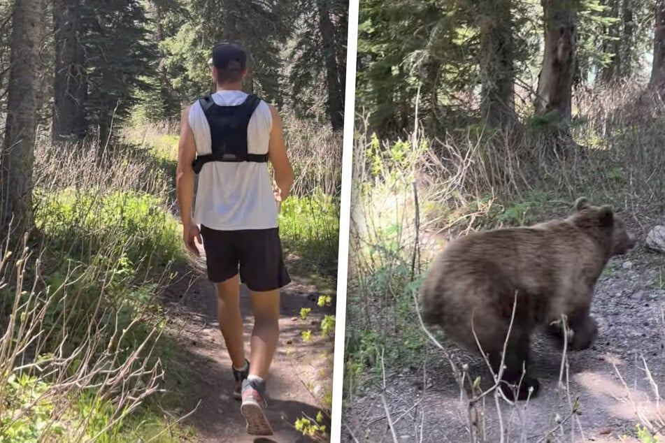 "Wir werden sterben": Wanderer filmen dramatische Begegnung mit Grizzlybären