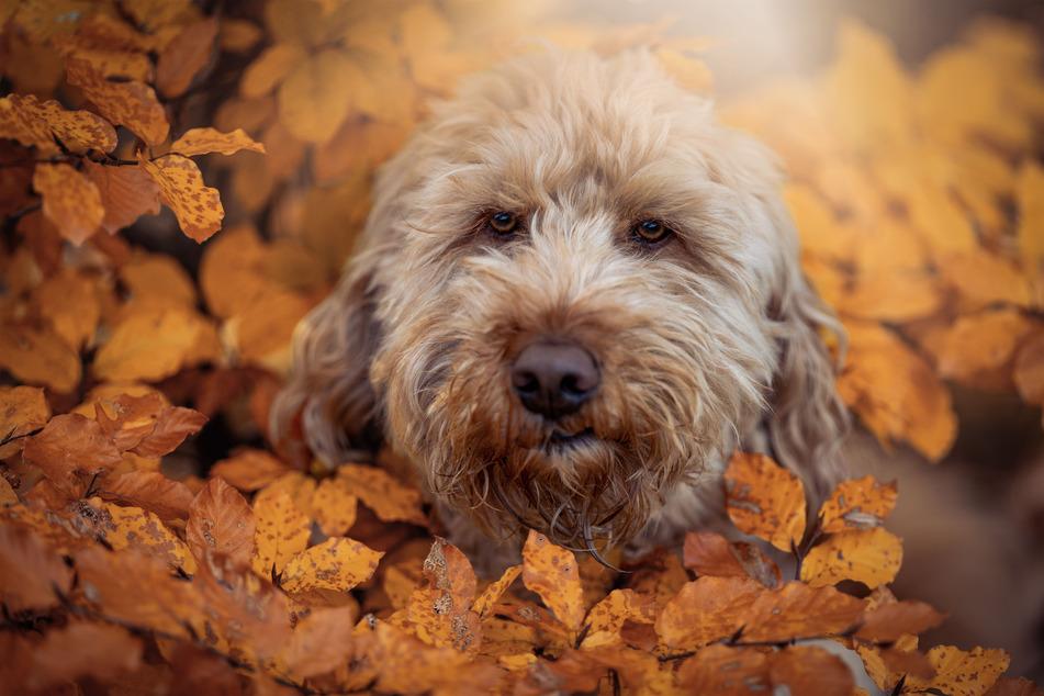 Labradoodles are incredibly sweet, fluffy, and remarkably loveable designer dogs.