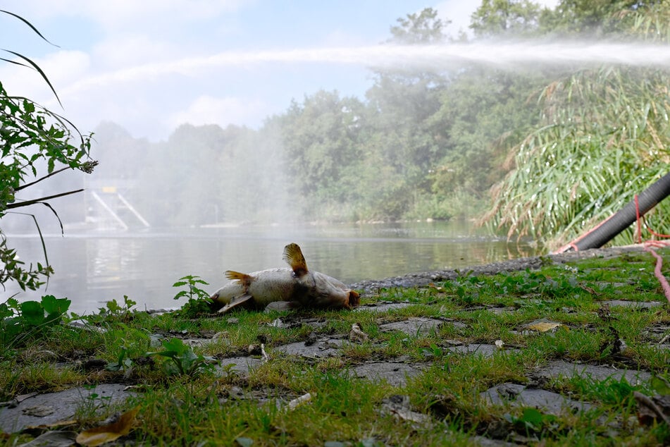 Hunderte Fische sind bereits im Westparksee verendet, weil der Sauerstoffgehalt im Wasser zu niedrig ist.