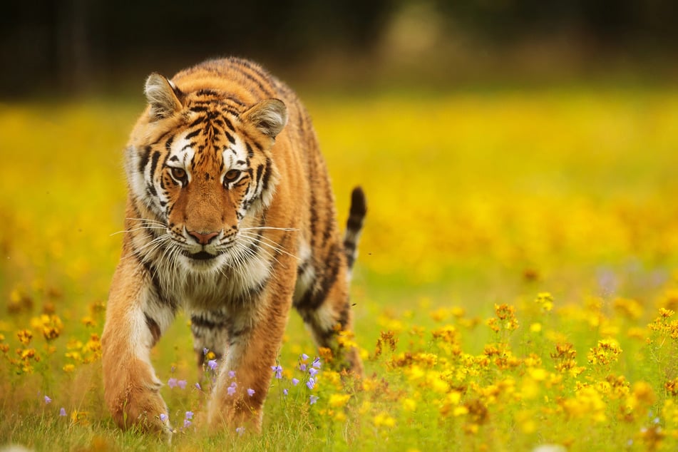 Ein Sibirischer Tiger durchstreift die Taiga. (Symbolbild)