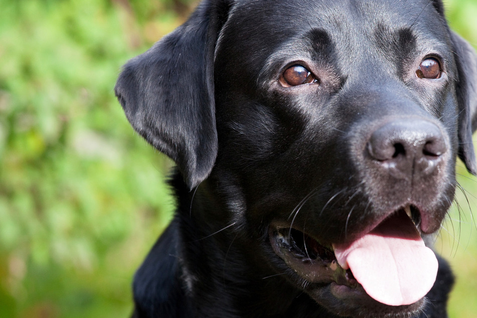 Black dogs are being overlooked because they aren't Instagrammable