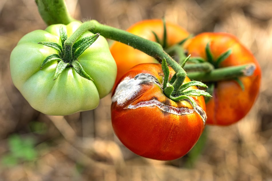 Risse in aufgeplatzten Tomaten erhöhen das Schimmelrisiko.