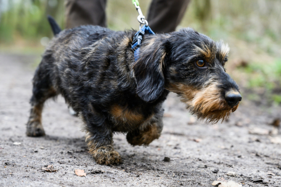 Hunde sollen in den kommenden Wochen an der kurzen Leine geführt werden. (Symbolbild)