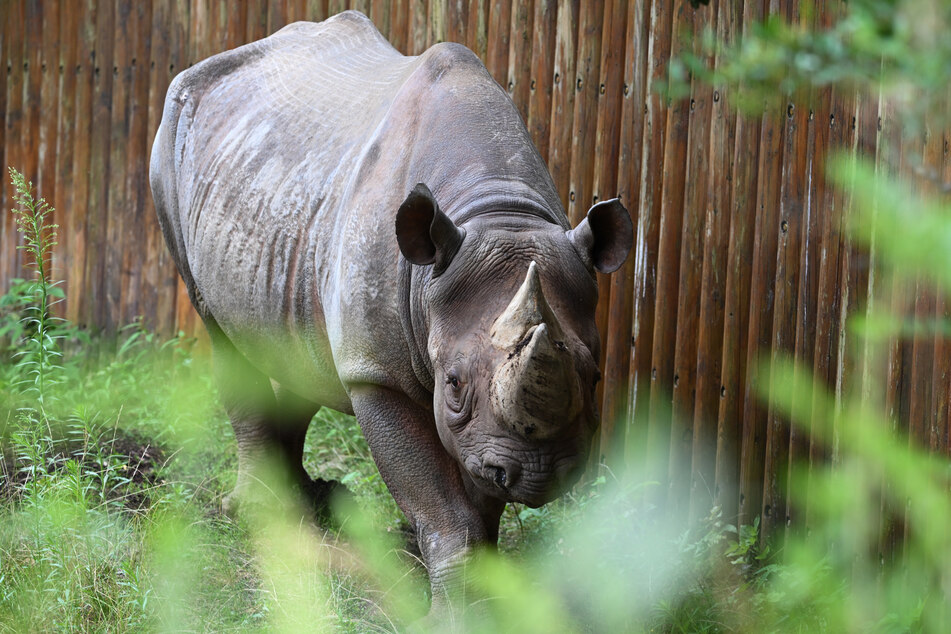 "Taco" kam aus dem Kölner Zoo an den Main. Dort "ersetzte" er den 2023 verstorbenen Bullen "Kalusho".