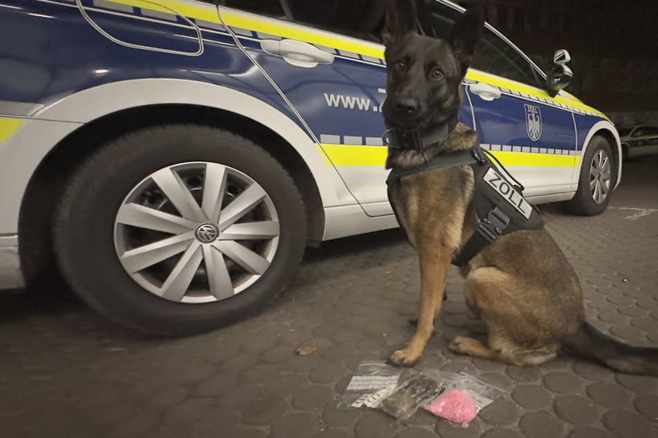 Zollhund "Skadi" findet Drogen in Reisebus ... und in einer Unterhose!