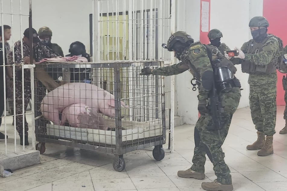 Das Sicherheitspersonal transportierte die lebendigen Schweine aus dem Gefängnis.