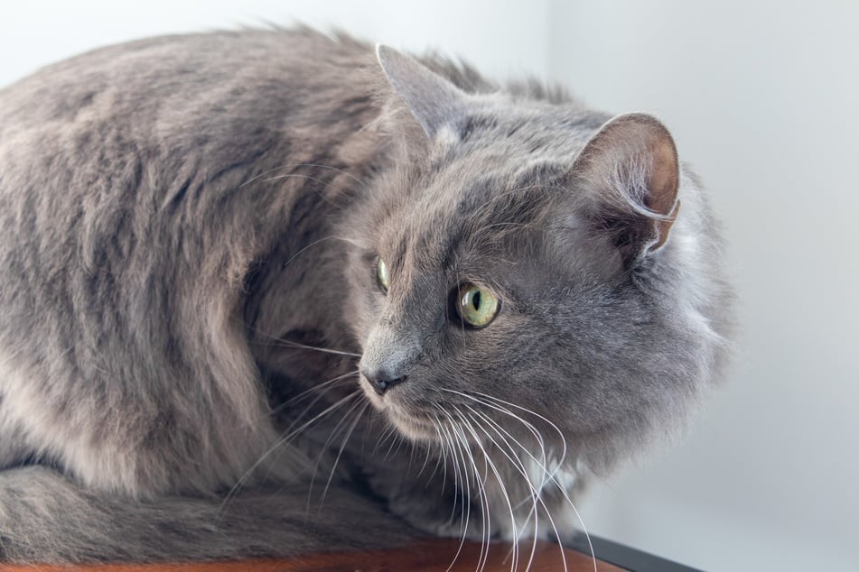 Deine Katze hat Angst vor Dir? Darum ist das Kätzchen so schreckhaft.