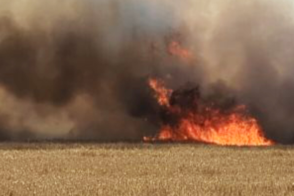 Flammen und meterhohe Rauchsäule: Feld in Südhessen brennt lichterloh