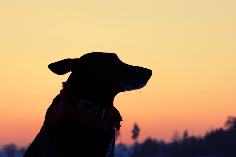 Ob ein Hund Angst im Dunkeln hat, kommt z. B. auf das Wesen, das Alter und den Gesundheitszustand an.