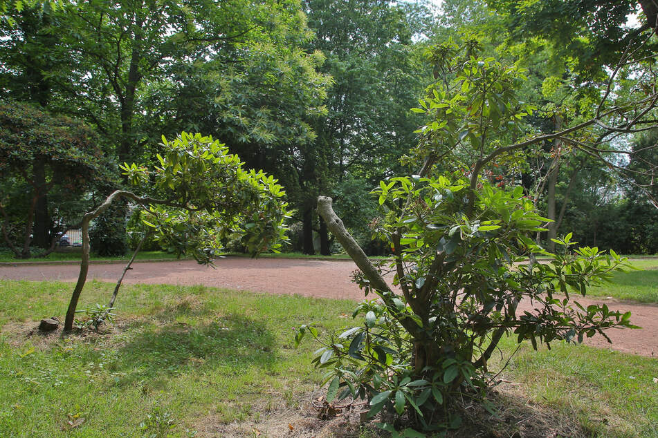 Die Rhododendren im Park leiden unter anderem durch kletternde Kinder.