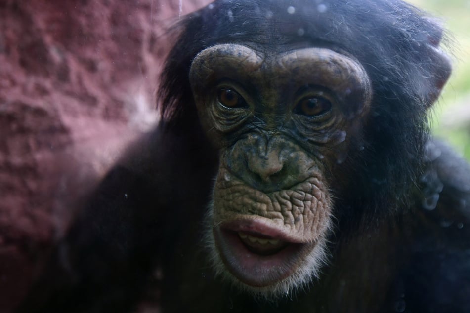 Chimpanzees are steadily honing their tool-using skills in a process unfolding over millennia, driven by the exchange of ideas through migrations between populations.