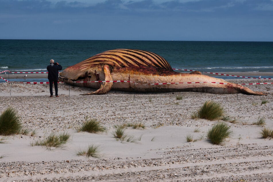 Am Samstag wurde der Kadaver an den Strand gezogen, Donnerstag folgt die Obduktion.