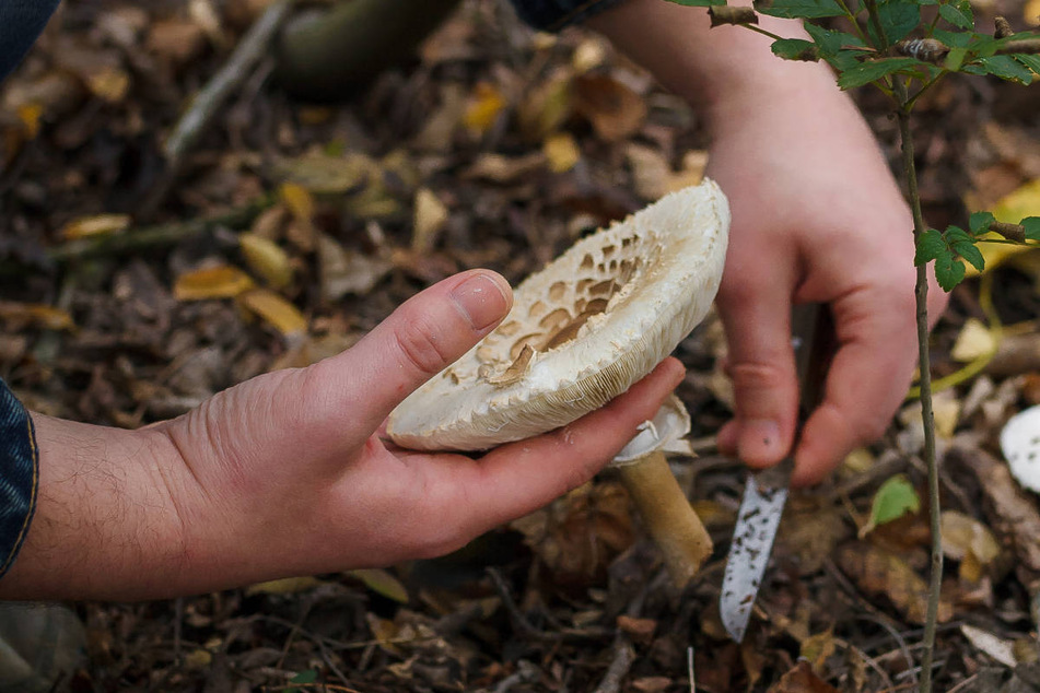Bewaffneter Pilzsammler löst nächtlichen Polizei-Großeinsatz aus