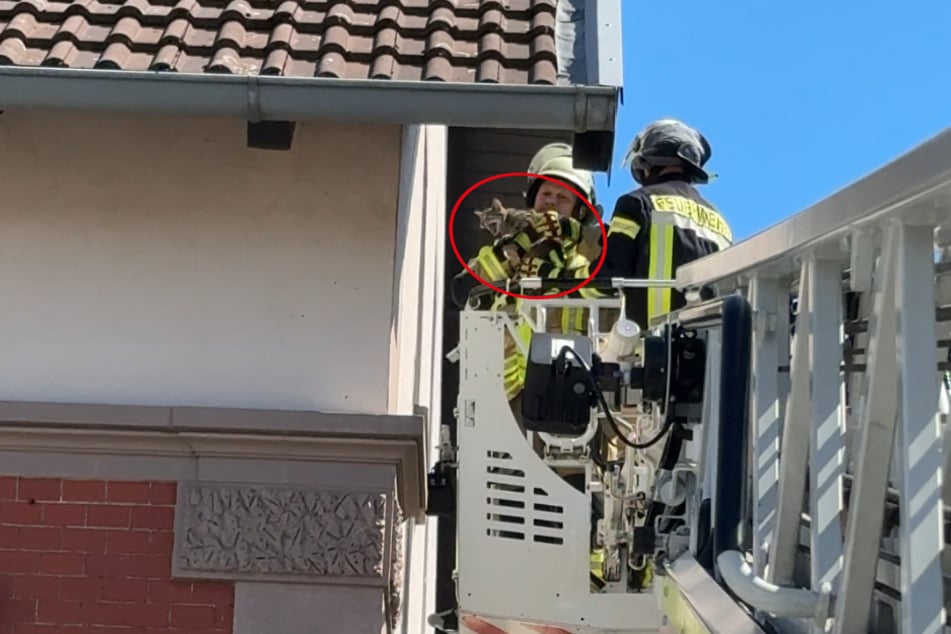 Die Kameraden retteten die eingeklemmte Katze behutsam mithilfe einer Drehleiter.