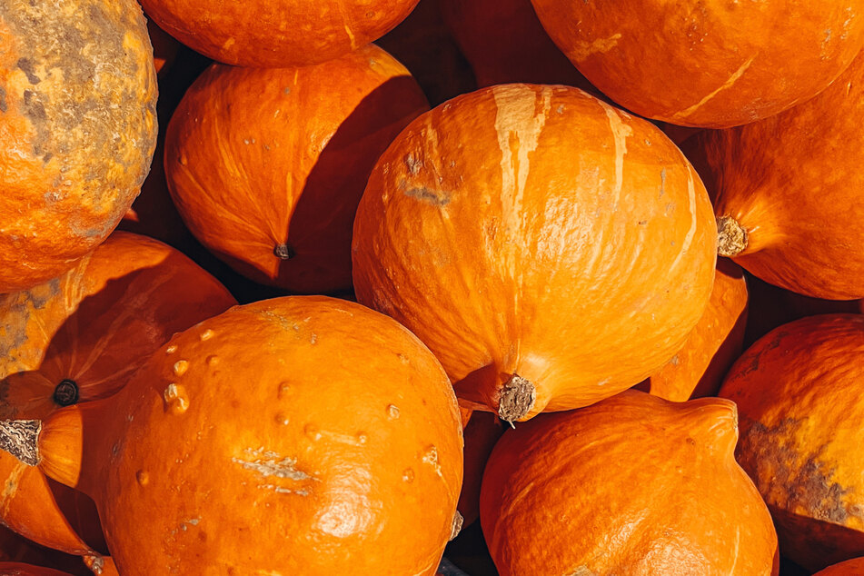 Hokkaido pumpkins are great for making pumpkin puree to use in a pumpkin spice latte.