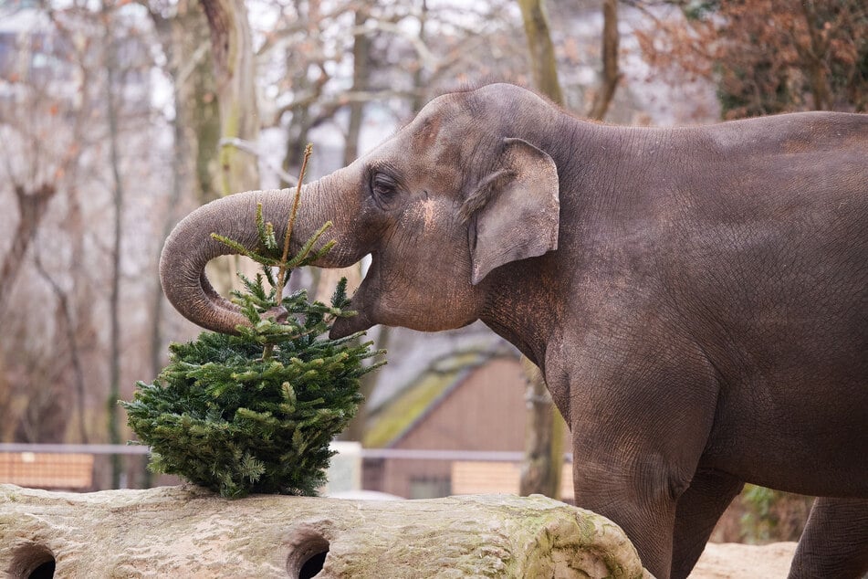Der Zoo Magdeburg lädt am Nikolaustag zur Stallweihnacht. (Symbolbild)