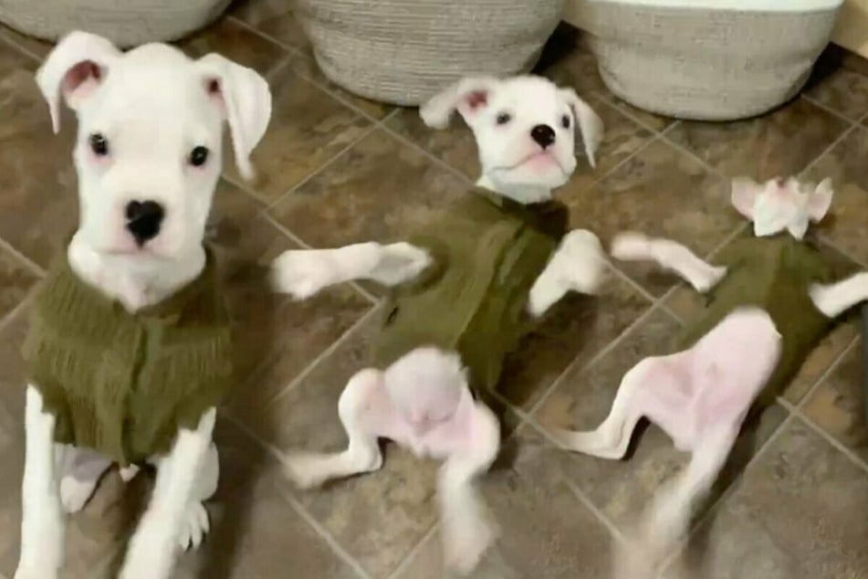 Ruff and tumble: puppy's hilarious attempt at a bark goes viral