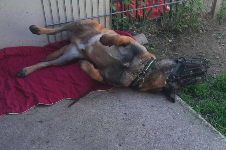 Der süße Hund mit schlimmer Vergangenheit möchte seinem Menschen gefallen.