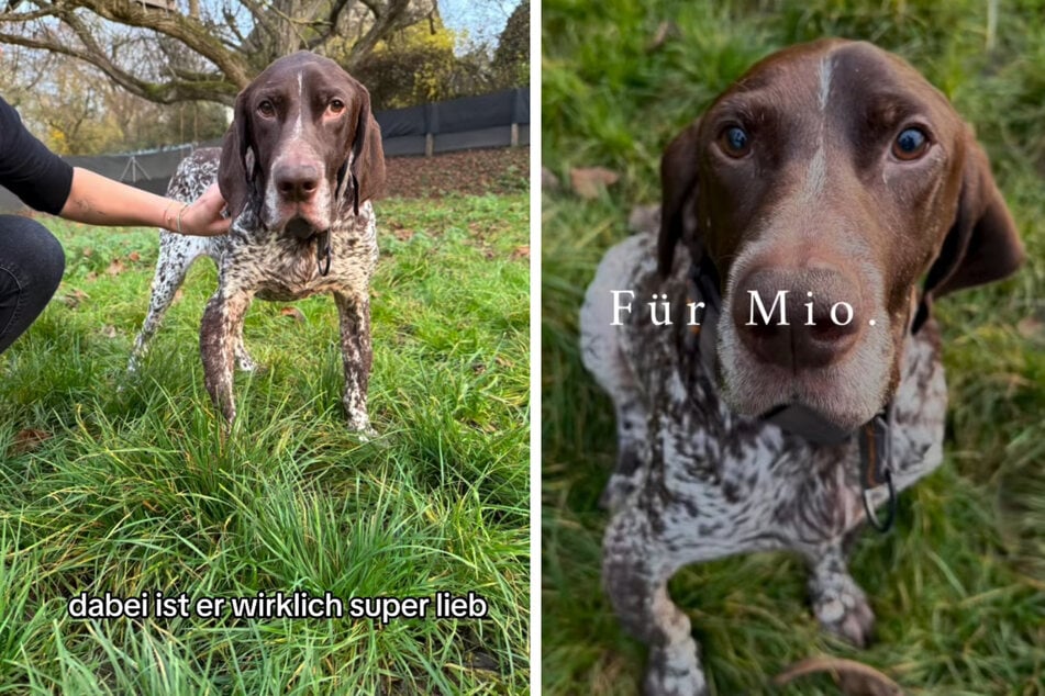 Mio möchte bald in ein liebevolles Zuhause ziehen.