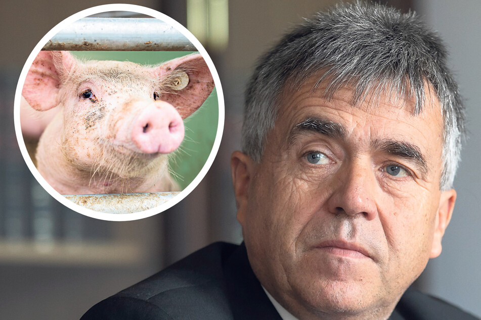 Schweinepest-Fälle: Bautzner Landrat fordert Hilfe
