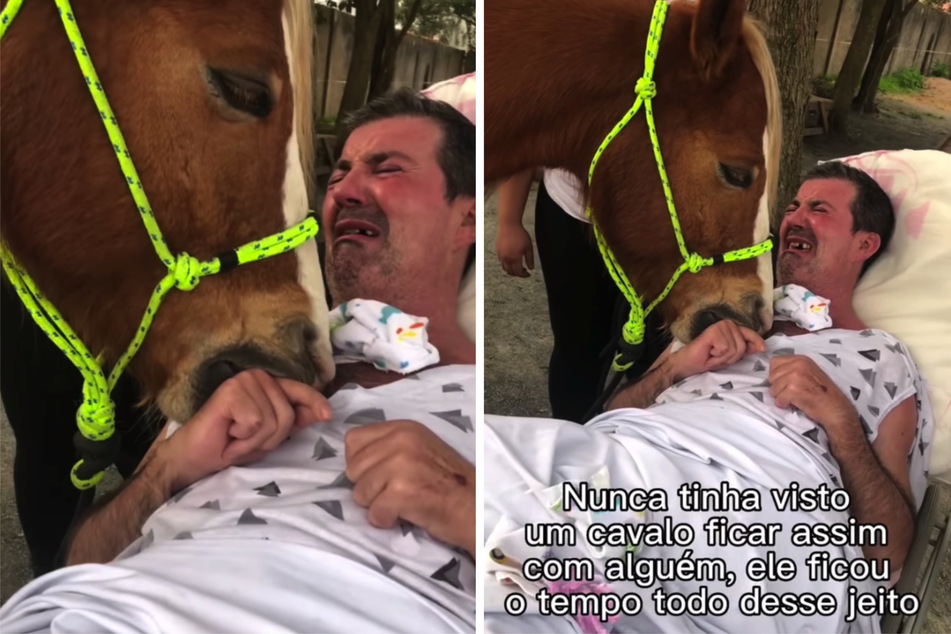 João begann zu schluchzen, als sich das Pferd an ihn schmiegte.