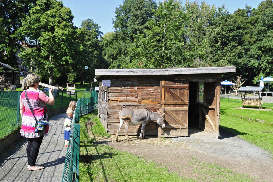 Das Eselgehege ist ein besonderer Anziehungspunkt für Besucher.