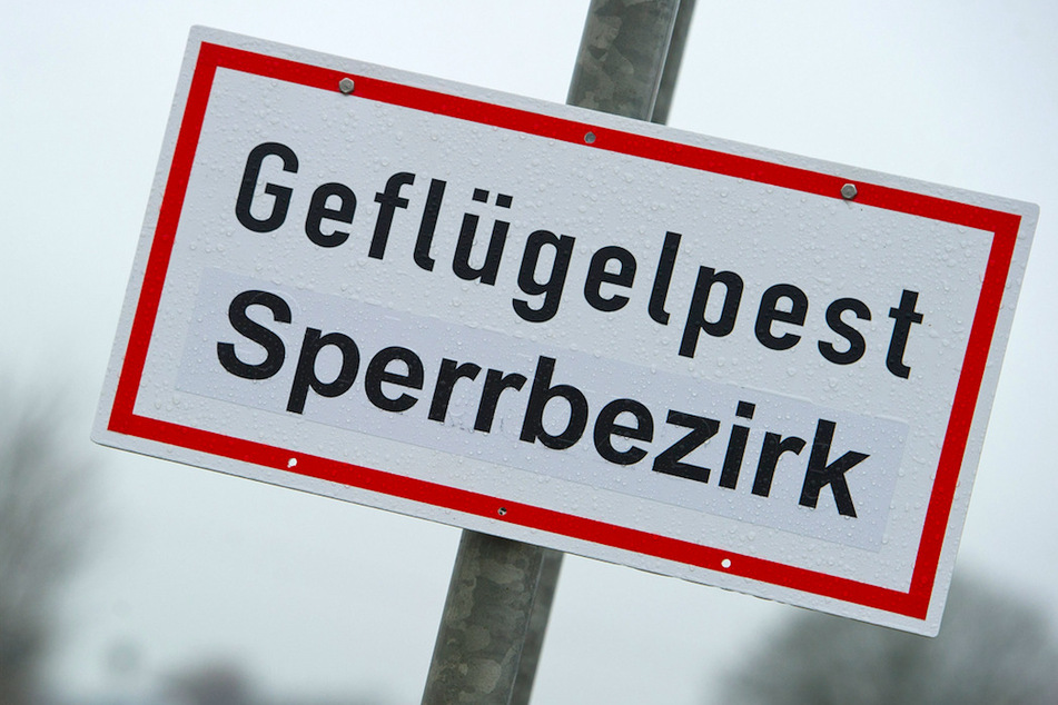 Im Landkreis Landsberg am Lech wurde die Geflügelpest nachgewiesen. (Symbolbild)