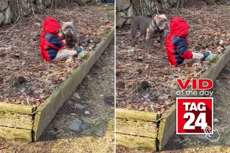 viral videos: Viral Video of the Day for March 22, 2026: Shy shelter dog finally comes out of his shell around toddler bestie