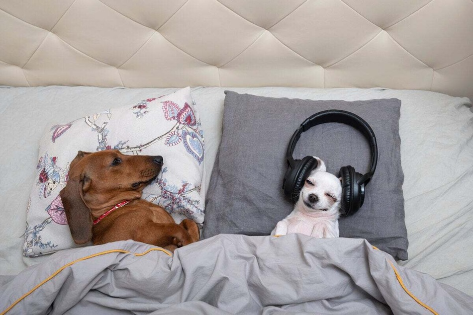 Look at the music-loving doggo! It must be listening to Bob Marley...
