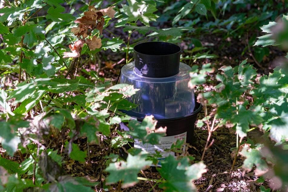 BG-GAT-Fallen (Biogents Gravid Aedes Trap - Fallen, die auf Weibchen abzielen, welche auf der Suche nach einem Eiablageplatz sind; Anm. d. Red.) wurden aufgestellt.