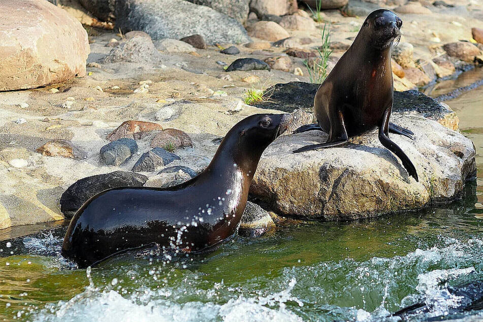 Robben sind neugierige Tiere. Durch ihre Lernbereitschaft kann man sie gut trainieren. (Archivbild)