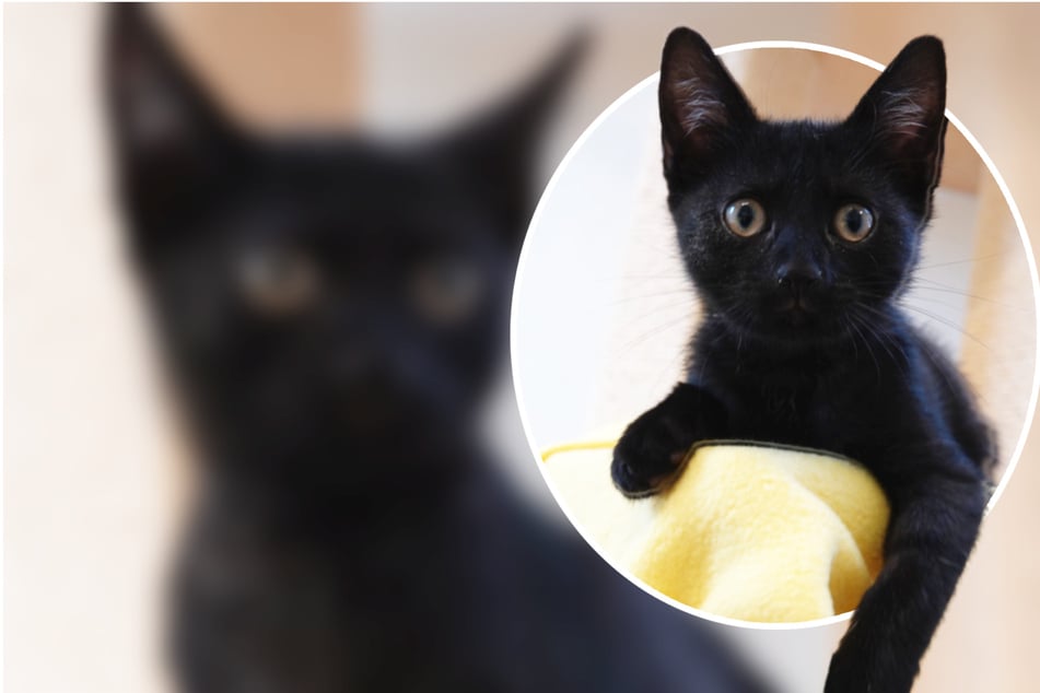 Simplemente abandonado: un gatito vagabundea perdido por el centro de la ciudad