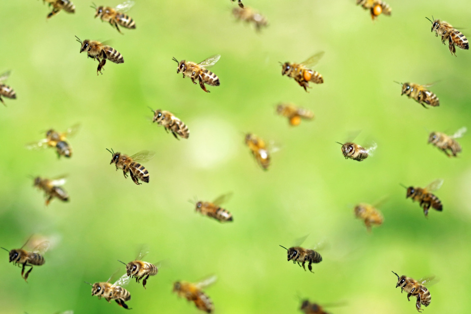 Im Frühsommer kann es vorkommen, dass ein Bienenvolk sich teilt: Tausende von Arbeiterinnen steigen dann zusammen mit einer Königin als Schwarm auf.