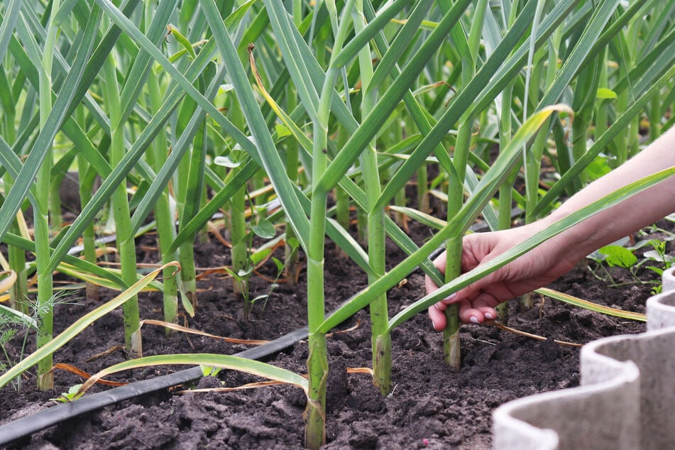 Wurde Knoblauch früh geerntet, ist er nicht giftig.