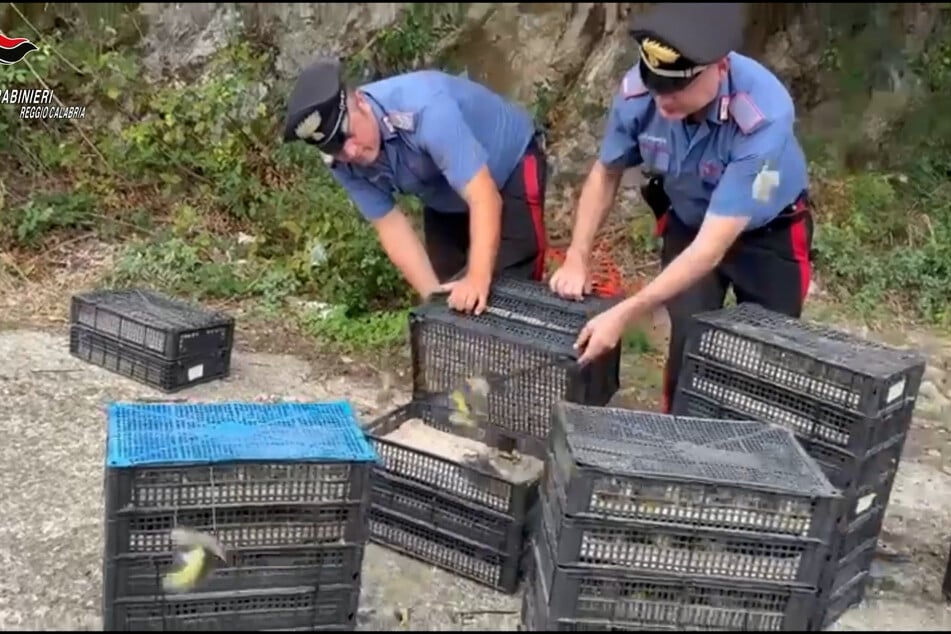 Erschreckender Anblick: Polizei stoppt illegalen Transport Tausender Vögel